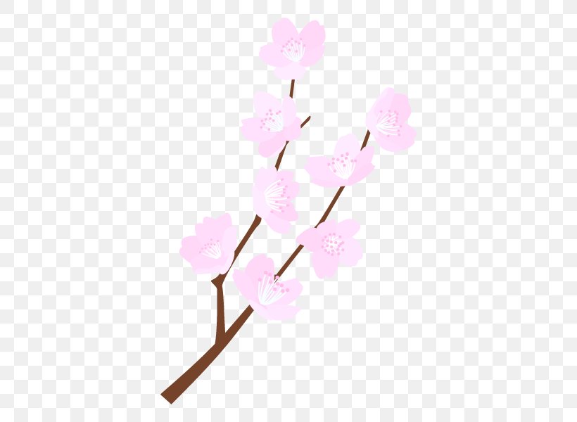 Moth Orchids Cut Flowers Plant Stem ST.AU.150 MIN.V.UNC.NR AD Cherry Blossom, PNG, 600x600px, Moth Orchids, Blossom, Branch, Cherries, Cherry Blossom Download Free