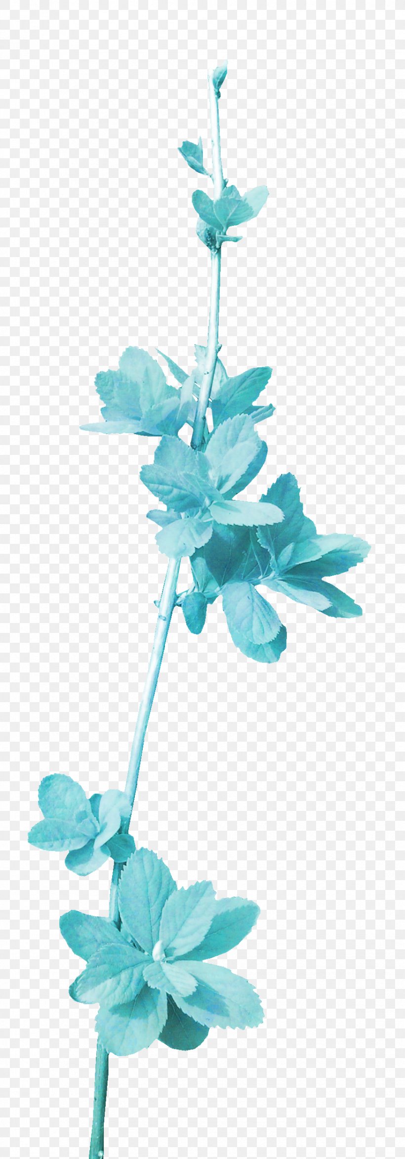 Petal Leaf Clip Art, PNG, 874x2499px, Petal, Blue, Branch, Digital Image, Flower Download Free