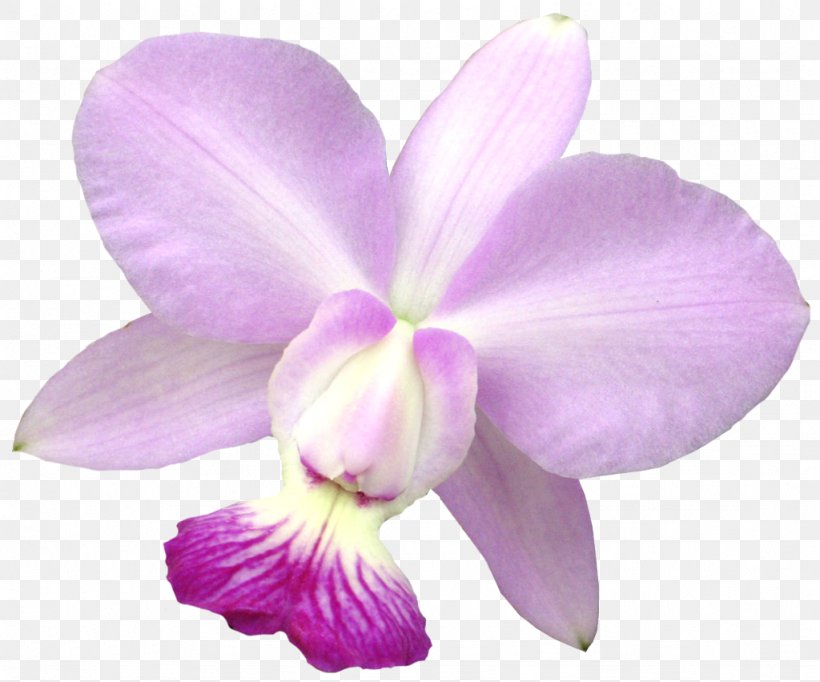 Raster Graphics Clip Art, PNG, 1024x852px, Raster Graphics, Cattleya, Cattleya Labiata, Christmas Orchid, Computer Software Download Free