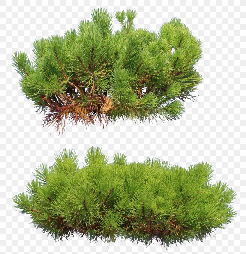 Tree Pine Conifers Clip Art, PNG, 2183x2255px, Tree, Biome, Branch, Conifer, Conifer Cone Download Free