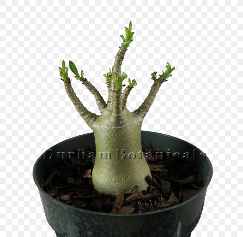 Adenium Arabicum Adenium Obesum Bonsai Houseplant Flowerpot, PNG, 800x800px, Adenium Arabicum, Adenium, Adenium Obesum, Bonsai, Cactaceae Download Free