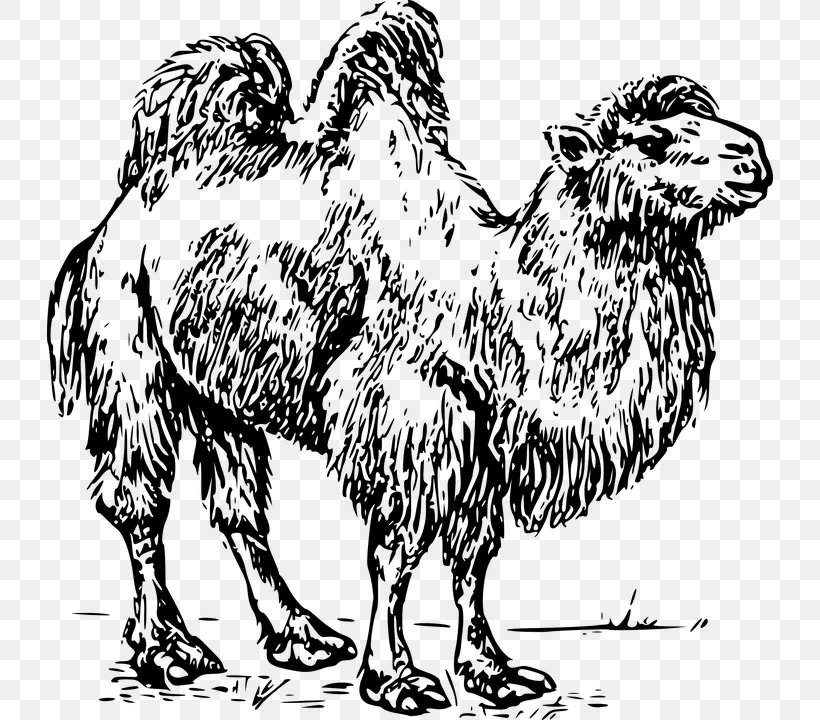 Bactrian Camel Dromedary Australian Feral Camel Clip Art, PNG, 726x720px, Bactrian Camel, Arabian Camel, Australian Feral Camel, Beak, Black And White Download Free