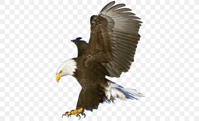 Bald Eagle Macintosh Wallpaper, PNG, 500x500px, Bald Eagle, Accipitriformes, Beak, Bird, Bird Of Prey Download Free