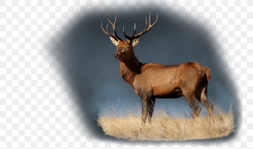 Elk Reindeer Cattle Antler Wildlife, PNG, 916x540px, Elk, Animal, Antler, Cattle, Cattle Like Mammal Download Free