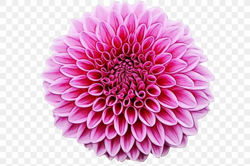 Flowers Background, PNG, 1280x853px, Dahlia, Aster, Bulb, Common Daisy, Cut Flowers Download Free