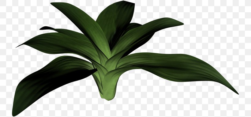 Leaf Plant Stem Painting Houseplant, PNG, 743x382px, Leaf, Flower, Grass, Houseplant, Painting Download Free