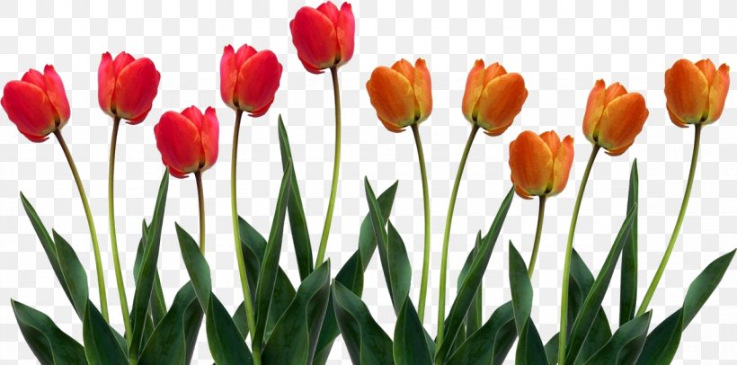 Skagit Valley Tulip Festival Flower Symbol Clip Art, PNG, 1179x584px, Tulip, Bud, Cut Flowers, Flower, Flower Bouquet Download Free