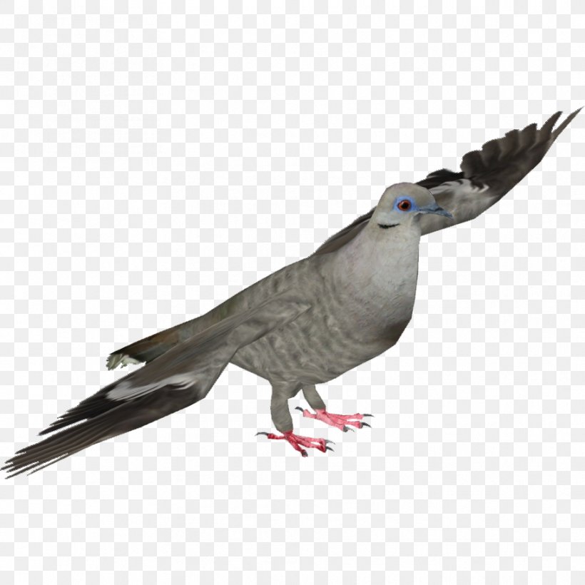 Stock Dove Columbidae Fauna Wing Feather, PNG, 911x911px, Stock Dove, Beak, Bird, Columbidae, Fauna Download Free