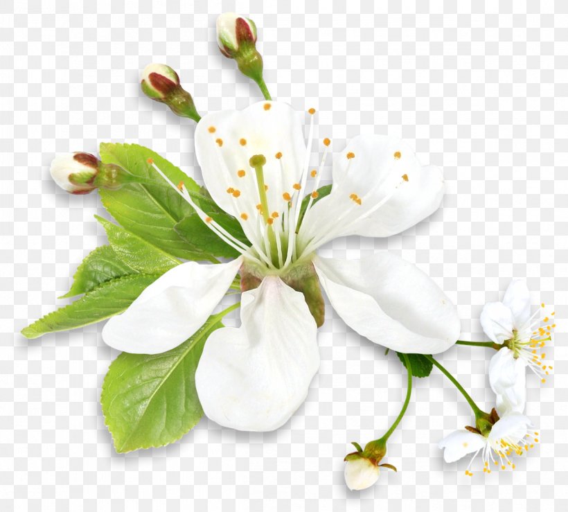 Sympathy Family Condolences Friendship Love, PNG, 1199x1082px, Flower, Blossom, Branch, Cherry Blossom, Common Daisy Download Free