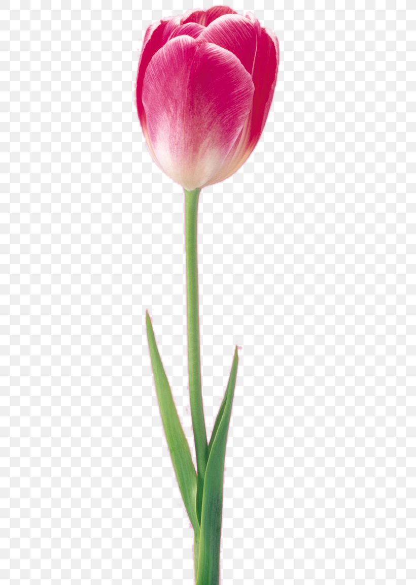 Tulip Flower Digital Image, PNG, 600x1152px, Tulip, Bud, Cut Flowers, Digital Image, Flower Download Free