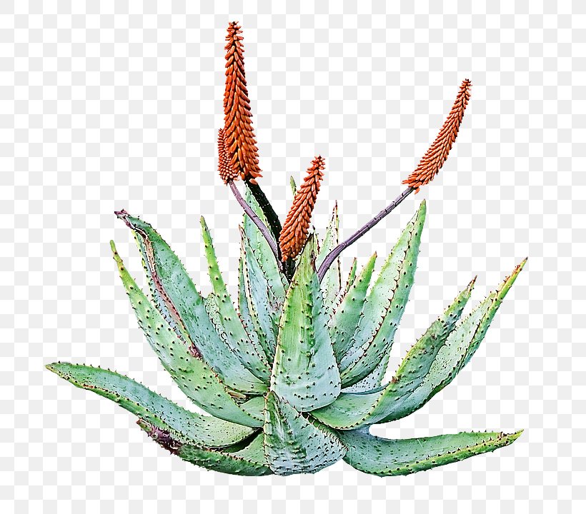 Aloe Plant Flower Xanthorrhoeaceae Terrestrial Plant, PNG, 789x720px, Aloe, Agave, Flower, Flowering Plant, Houseplant Download Free