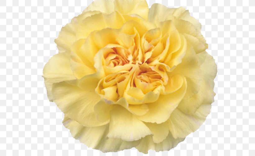 Garden Roses Yellow Flower Carnation Cabbage Rose, PNG, 591x500px, Garden Roses, Cabbage Rose, Carnation, Color, Cut Flowers Download Free