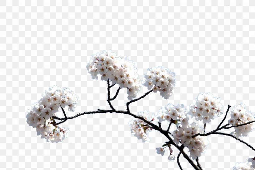 Cherry Blossom, PNG, 1024x682px, Cherry Blossom, Blossom, Branch, Cerasus, Cherry Download Free