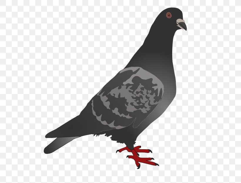Homing Pigeon English Carrier Pigeon Columbidae Bird Clip Art, PNG, 566x623px, Homing Pigeon, Beak, Bird, Columbidae, Domestic Pigeon Download Free