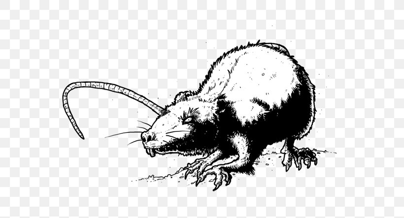 Rat Mouse Whiskers Beaver Cat, PNG, 600x443px, Rat, Artwork, Beaver, Black And White, Carnivoran Download Free