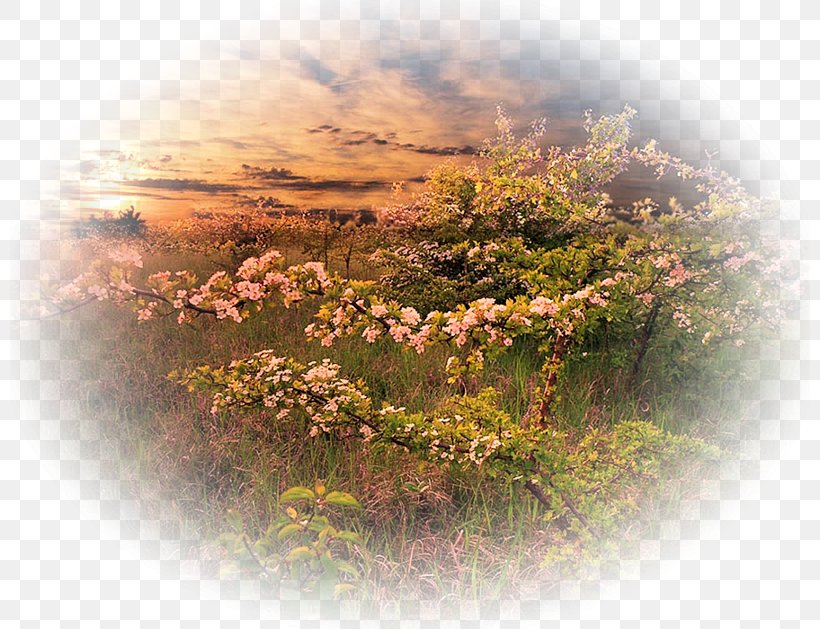 Desktop Wallpaper Flower Computer Sky Plc, PNG, 800x629px, Flower, Computer, Flora, Grass, Sky Download Free