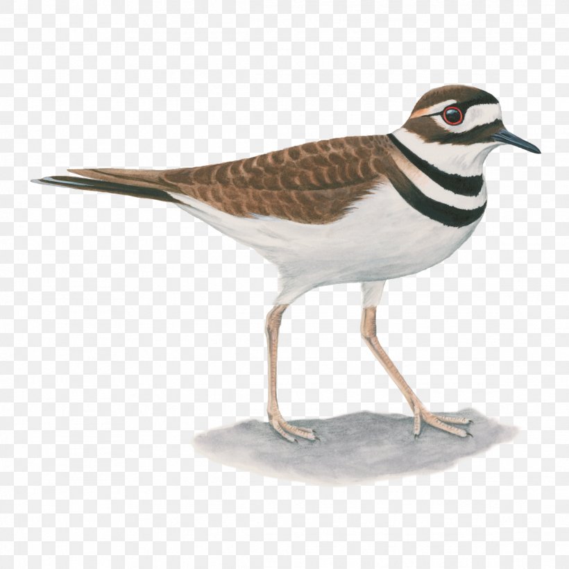 Shorebirds Common Starling Killdeer Wader, PNG, 2328x2328px, Bird, Beak, Birds Blooms, Birdwatching, Brownheaded Cowbird Download Free