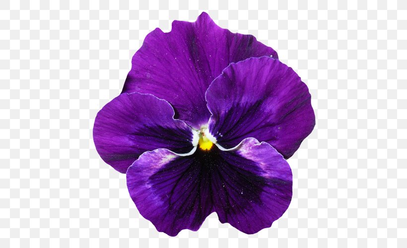 Pansy Flower Violet, PNG, 500x500px, Pansy, Flower, Flowering Plant, Image Resolution, Magenta Download Free