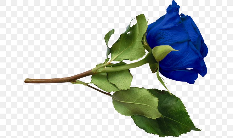 Blue Rose Clip Art, PNG, 650x486px, Blue Rose, Blue, Bud, Cut Flowers, Flower Download Free