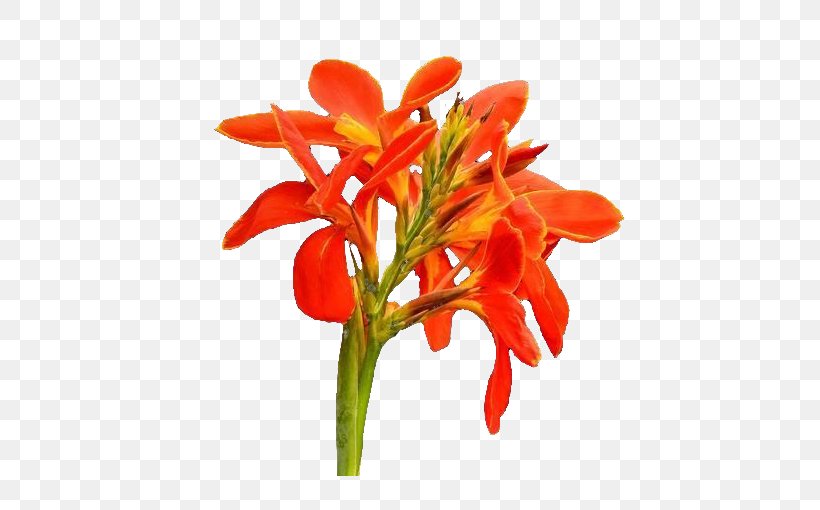 Canna Indica Flower Icon, PNG, 510x510px, Canna Indica, Canna, Canna Family, Canna Lily, Cut Flowers Download Free