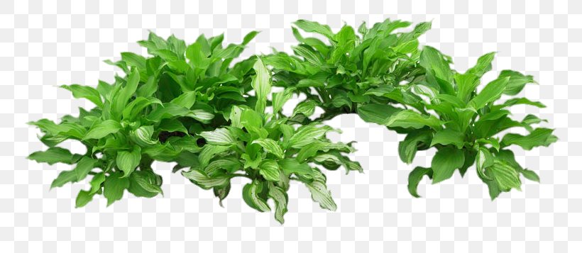 Green Herbaceous Plant, PNG, 800x357px, Green, Flowerpot, Grass, Herb, Herbaceous Plant Download Free