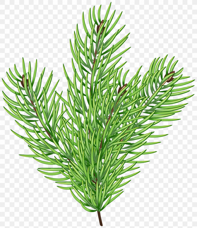 Spruce Plant Stem Aquarium Decor Twig Conifers, PNG, 2596x3000px, Watercolor, Aquarium, Aquarium Decor, Biology, Conifers Download Free