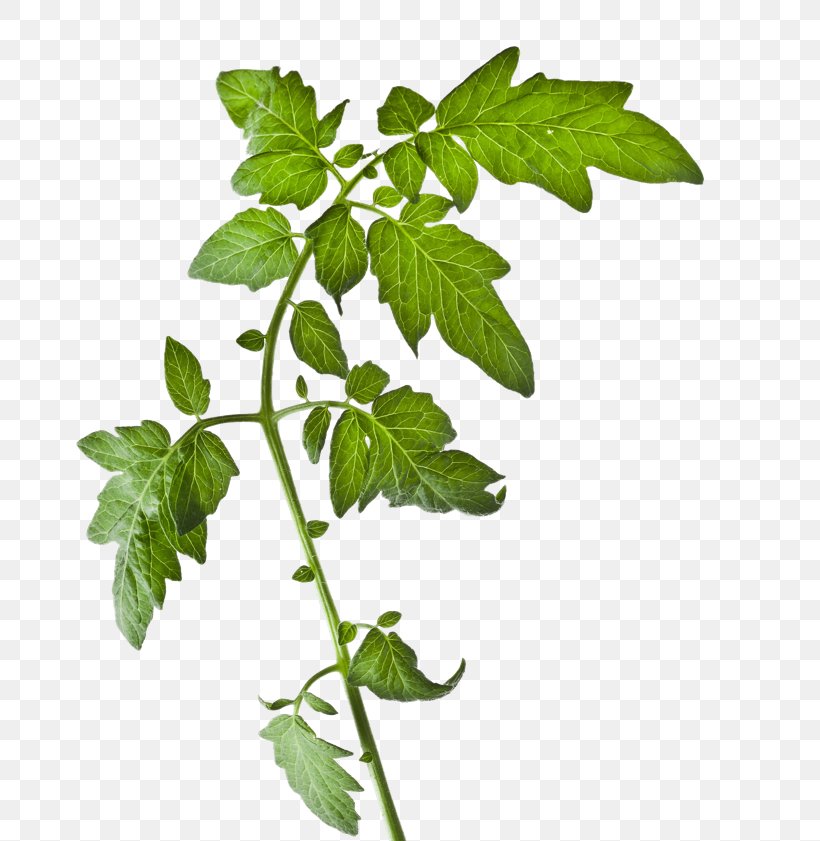 Tomato Plant Stock Photography Vegetable, PNG, 704x841px, Tomato, Auglis, Branch, Cabbages, Health Download Free
