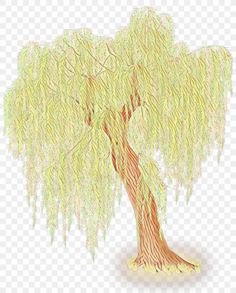 Tree Woody Plant Plant Branch Willow, PNG, 2151x2675px, Cartoon, Branch, Plant, Tree, Trunk Download Free