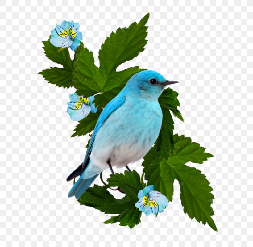 Bird Rendering Clip Art, PNG, 800x800px, Bird, Animal, Animation, Beak, Blue Jay Download Free