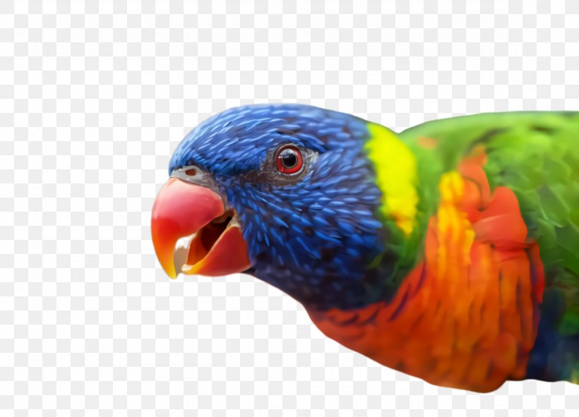 Colorful Background, PNG, 2356x1700px, Parrot, Beak, Bird, Budgie, Closeup Download Free