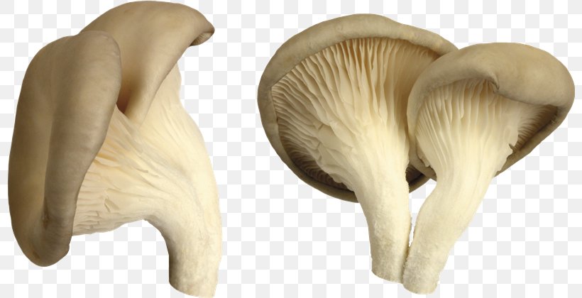 Desktop Wallpaper Mushroom Clip Art, PNG, 800x420px, Mushroom, Agaricaceae, Common Mushroom, Display Resolution, Edible Mushroom Download Free