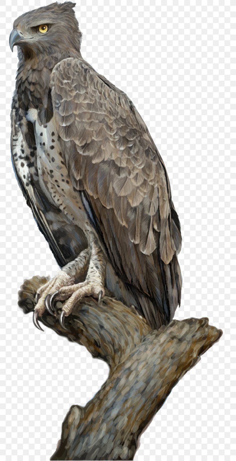 Eagle Drawing, PNG, 760x1600px, Eagle, Accipitriformes, Beak, Bird, Bird Of Prey Download Free