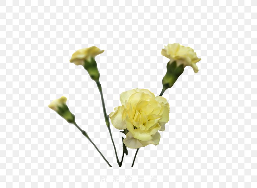 Garden Roses Carnation Yellow Cut Flowers, PNG, 600x600px, Garden Roses, Artificial Flower, Bud, Burgundy, Carnation Download Free