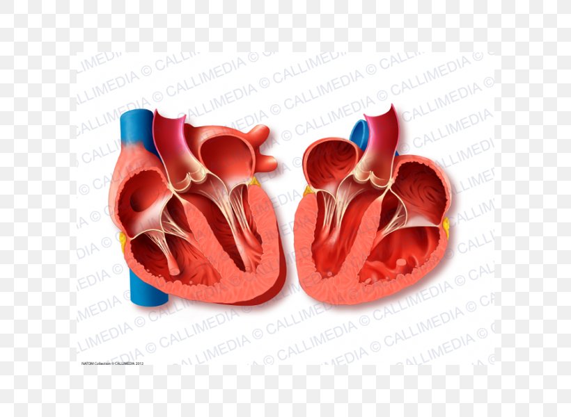 Heart Valve Mitral Valve Aortic Valve Valvular Aortic Stenosis, PNG, 600x600px, Watercolor, Cartoon, Flower, Frame, Heart Download Free