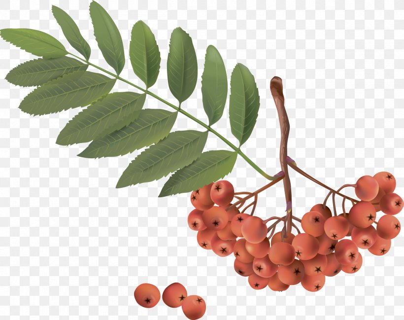 Sorbus Aucuparia Clip Art, PNG, 2420x1916px, Sorbus Aucuparia, Berry, Digital Image, Food, Fruit Download Free