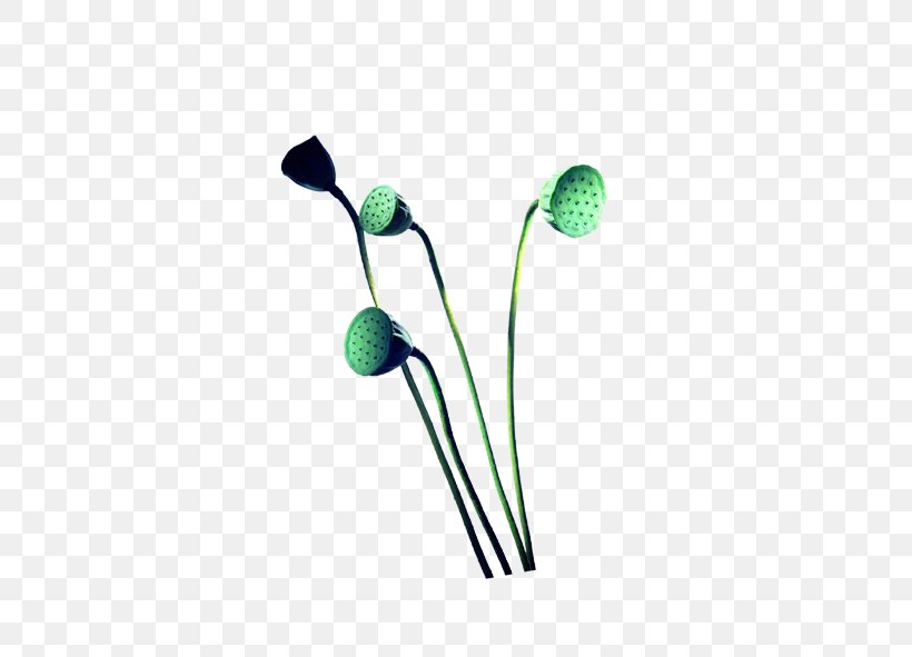 Aquatic Plant, PNG, 591x591px, Plant, Aquatic Animal, Aquatic Plant, Coneflower, Flower Download Free