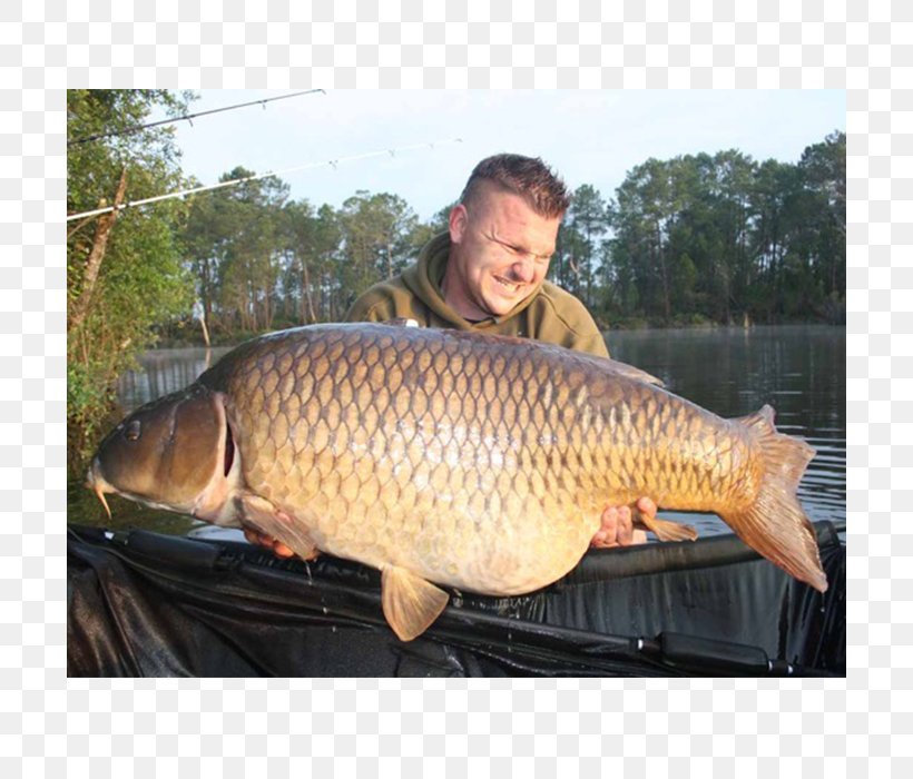 Carp Animal Source Foods Fish, PNG, 700x700px, Carp, Animal Source Foods, Bony Fish, Fish, Food Download Free