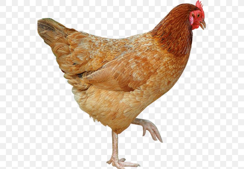 Plymouth Rock Chicken Poultry Rooster, PNG, 567x567px, Plymouth Rock Chicken, Beak, Bird, Chicken, Chicken Meat Download Free
