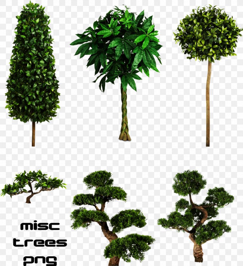 Tree Clip Art, PNG, 900x985px, Tree, Biome, Branch, Drawing, Evergreen Download Free