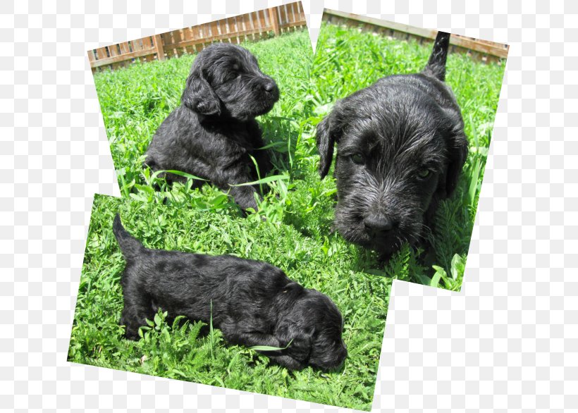 Miniature Schnauzer Cesky Terrier Schnoodle Standard Schnauzer Scottish Terrier, PNG, 631x586px, Miniature Schnauzer, Bread Pan, Breed, Carnivoran, Cesky Terrier Download Free