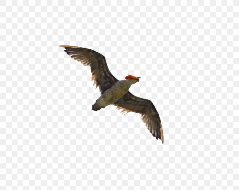 Monster Hunter Generations Bird Gulls Flight Wing, PNG, 1001x799px, Monster Hunter Generations, Accipitriformes, Beak, Bird, Bird Flight Download Free