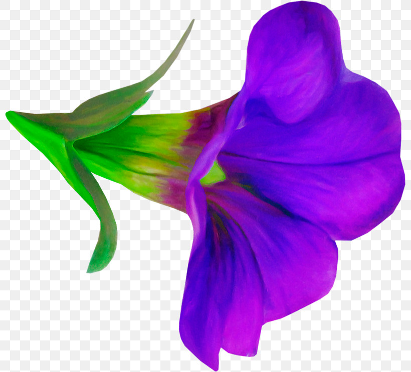 Purple Violet Petal Flower Plant, PNG, 800x743px, Purple, Cut Flowers, Flower, Iris, Petal Download Free