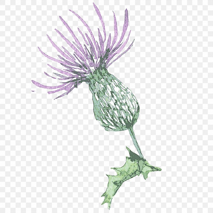 Thistle Plant Flower Burdock Silybum, PNG, 3000x3000px, Watercolor, Burdock, Daisy Family, Flower, Greater Burdock Download Free