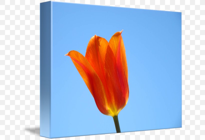 Tulip Petal Sky Plc, PNG, 650x560px, Tulip, Flower, Flowering Plant, Orange, Petal Download Free