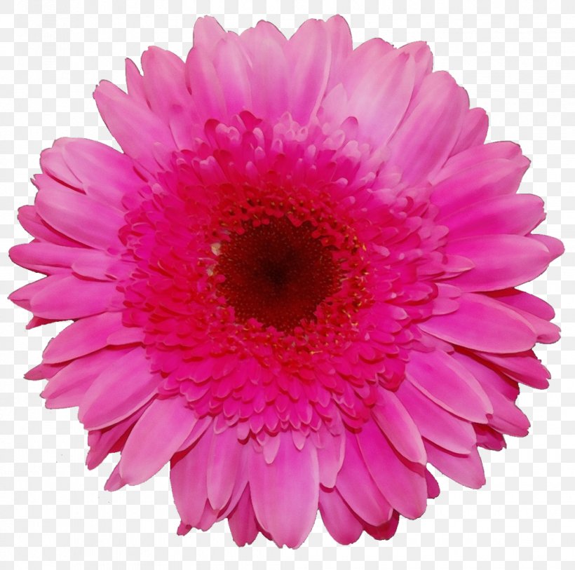 Artificial Flower, PNG, 1030x1022px, Watercolor, Artificial Flower, Barberton Daisy, Cut Flowers, Daisy Family Download Free