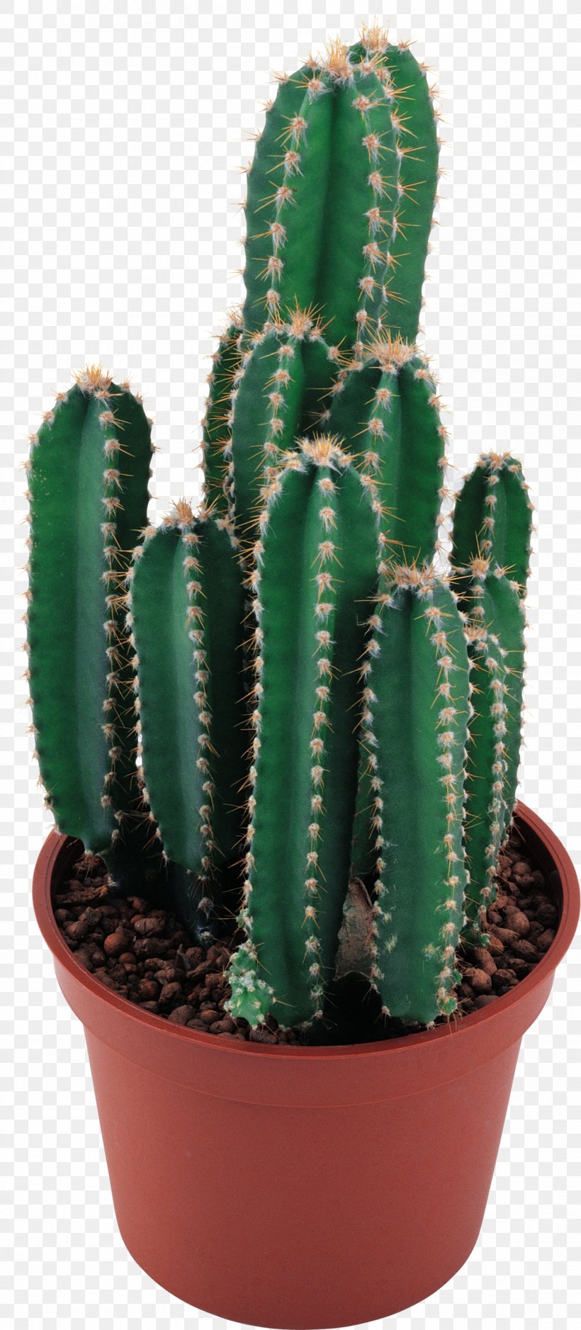 Cactaceae Clip Art, PNG, 1252x2866px, Cactaceae, Acanthocereus Tetragonus, Cactus, Caryophyllales, Echinocereus Download Free