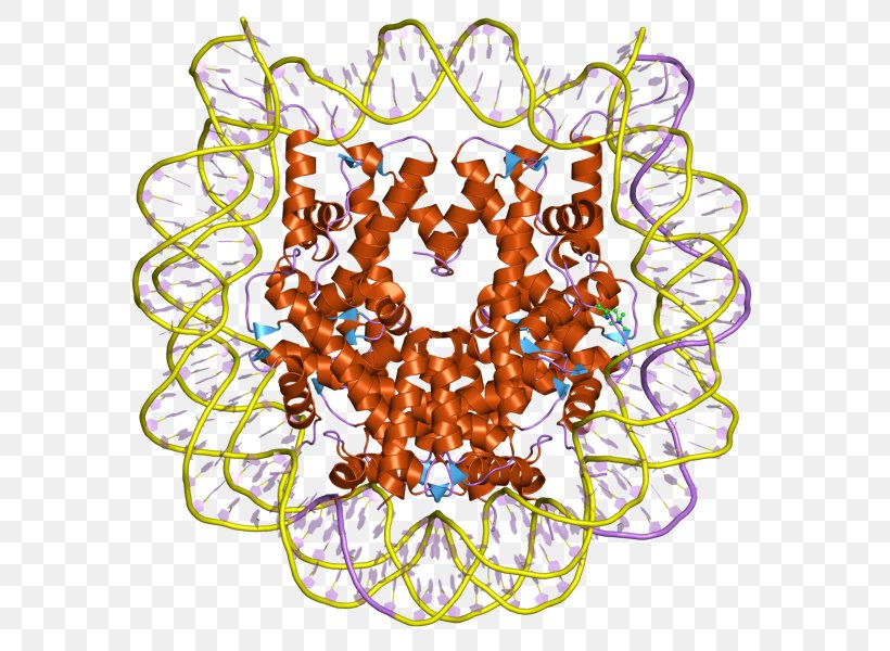 Histone DNA Cell Chromatin RNA, PNG, 800x600px, Histone, Arginine, Cell, Chromatin, Dna Download Free