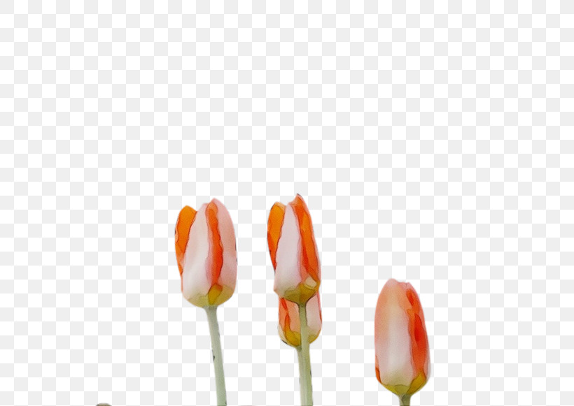 Plant Stem Flower Tulip Petal Bud, PNG, 782x581px, Watercolor, Biology, Bud, Closeup, Flower Download Free