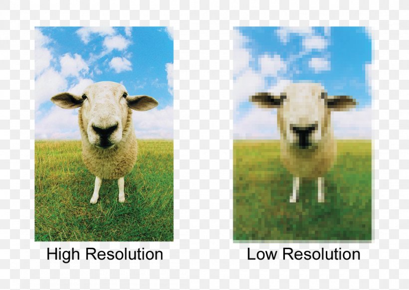 Printing Display Resolution Image Resolution, PNG, 1100x781px, Printing, Cow Goat Family, Display Resolution, Dots Per Inch, Fauna Download Free