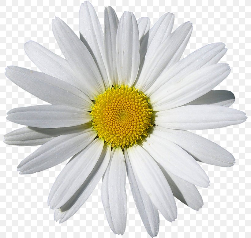 Common Daisy Stock Photography Flower Chamomile, PNG, 800x779px, Common Daisy, Annual Plant, Aster, Birth Flower, Chamaemelum Nobile Download Free